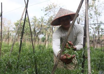 PERTANIAN LAMPUNG. Petani cabai sedang memetik buah cabai di Dusun 1, Desa Sabahbalau, Kecamatan Tanjungbintang, Lampung Selatan, Senin (28/9). Pertanian dan usaha mikro, kecil, dan menengah (UMKM) bisa menjadi andalan guna membantu menumbuhkan ekonomi di tengah resesi ekonomi, khususnya untuk Lampung.
n LAMPUNG POST/SUKISNO