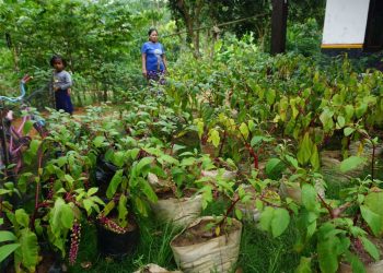 BUDI DAYA GINSENG. Warga Desa Bumijaya, Kecamatan Candipuro, Lampung Selatan, budi daya tanaman ginseng merah. n LAMPUNG POST/PERDHANA WIBYSONO