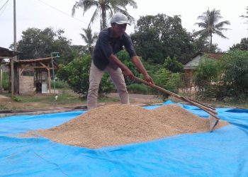 KERINGKAN GABAH. Arip, warga Desa Kemaloabung, Kecamatan Abung Selatan, mengeringkan gabah hasil panen di pelataran rumahnya, Selasa (29/9). n LAMPUNG POST/YUDHI HARDIYANTO