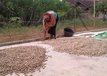 Proses pengeringan kacang tanah sebelum proses penyimpanan di halaman rumah warga Desa Kemalo Abung, Kecamatan Abung Selatan, Rabu (23/9).  LAMPUNG POST/YUDHI HARDIYANTO