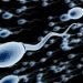 Sperma Tertua Ditemukan