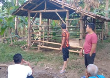 Sapi yang Dicuri Tidak Terdaftar Asuransi