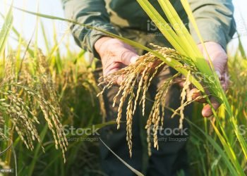 Ilustrasi: istockphoto.com