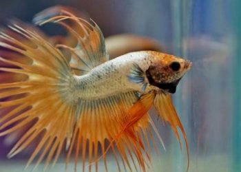 Ikan hias, hobi baru yang banyak diminati. (DOK)