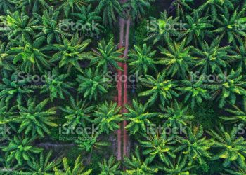 Ilustrasi:istockphoto.com