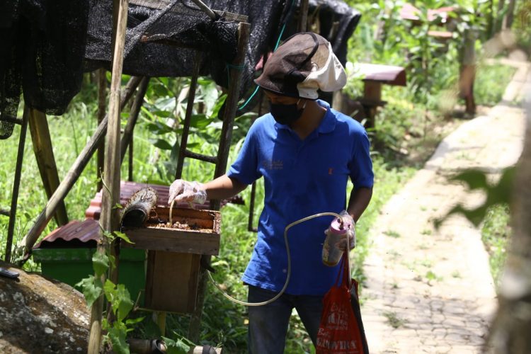 Budi daya madu di Kawasan Batu Putu, Bandar Lampung. LAMPUNG POST/ZINUDDIN