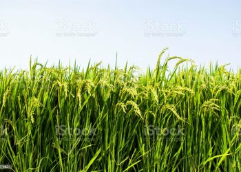 Ilustrasi:istockphoto.com