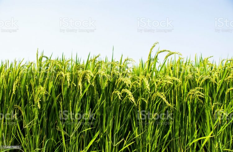 Ilustrasi:istockphoto.com