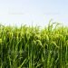 Ilustrasi:istockphoto.com
