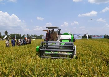 PELUNCURAN KARTU PETANI BERJAYA. Menteri Pertanian Syahrul Yasin Limpo (dua kanan) bersama Gubernur Lampung Arinal Djunaidi (kanan) melihat petani mengoperasikan mesin pemotong padi saat panen raya yang bersamaan dengan peluncuran program Kartu Petani Berjaya (KPB) di Desa Tempuran, Kecamatan Trimurjo, Lampung Tengah, Lampung, Selasa (6/10).
(Dok. LAMPUNG POST)