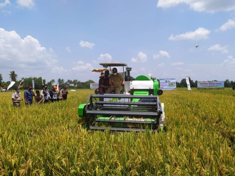 PELUNCURAN KARTU PETANI BERJAYA. Menteri Pertanian Syahrul Yasin Limpo (dua kanan) bersama Gubernur Lampung Arinal Djunaidi (kanan) melihat petani mengoperasikan mesin pemotong padi saat panen raya yang bersamaan dengan peluncuran program Kartu Petani Berjaya (KPB) di Desa Tempuran, Kecamatan Trimurjo, Lampung Tengah, Lampung, Selasa (6/10).
(Dok. LAMPUNG POST)