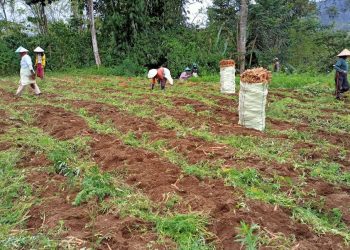 Produk Sayuran Berpeluang Masuk Ekspor