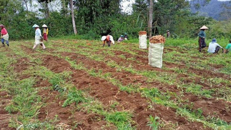 Produk Sayuran Berpeluang Masuk Ekspor