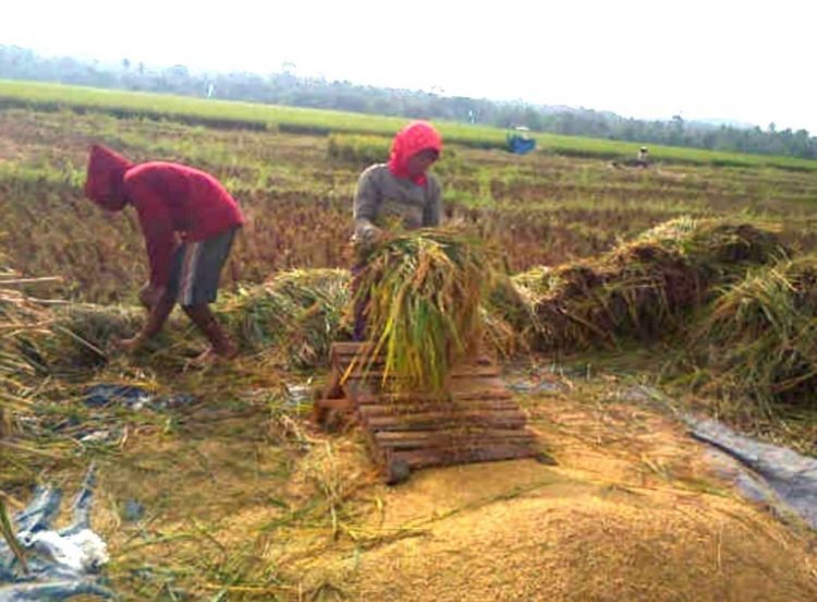 GABAH TURUN. Harga gabah kering panen di Kecamatan Penengahan, Lampung Selatan, turun Rp50 ribu—Rp60 ribu per kuintal pada akhir musim panen, Jumat (9/10). LAMPUNG POST/AAN KRIDOLAKSONO