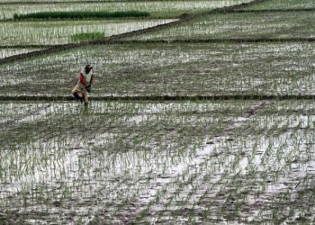 Mentan Pastikan Stok Beras Aman