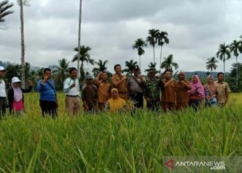 Sektor Pertanian Strategi Pascatambang