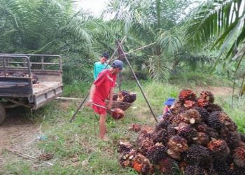 Harga Sawit Tembus Rp2.010 per Kg