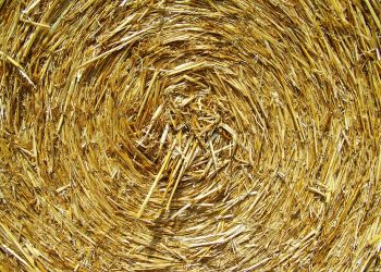 Ilustrasi:Pixabay.com