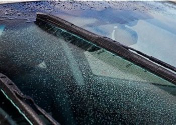 Jamur kaca muncul disaat musim hujan. (DOK)