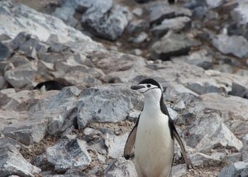 Ilustrasi Mumi Penguin di Antartika. Pixabay.com