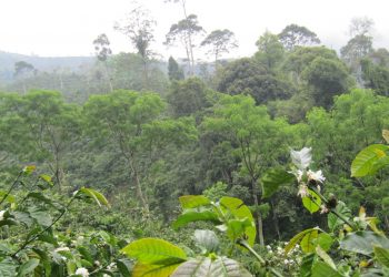 Hamparan perhutanan sosial di Ulubelu, Tanggamus, Lampung.
Foto Dokumentasi Gapoktan Margorukun, Ulubelu, Tanggamus