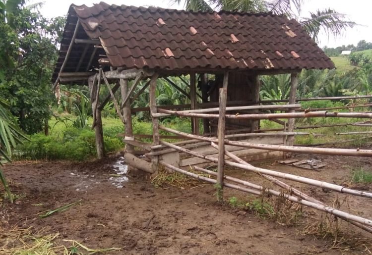 Tiga Sapi Diduga Dicuri Pelaku yang Sama