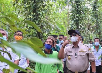 MENINJAU KEBUN LADA. Gubernur Lampung Arinal Djunaidi saat kunjungan kerja meninjau kebun lada di Desa Sukadana Baru, Kecamatan Margatiga, Lampung Timur, Rabu (18/11).
ISTIMEWA