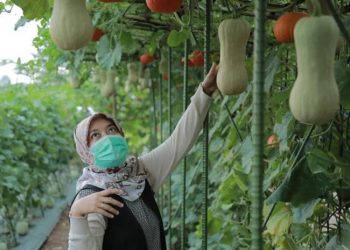 Varietas Kebun Agro Wisata Unila Diperbanyak