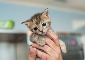 Anak kucing yang lucu. (Ilustrasi)