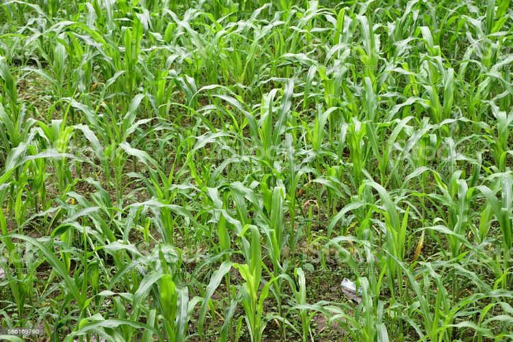 Ilustrasi:Istockphoto.com