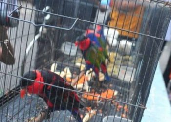 Remaja Curi Burung Murai