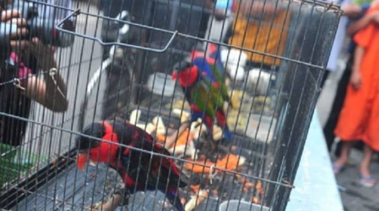 Remaja Curi Burung Murai