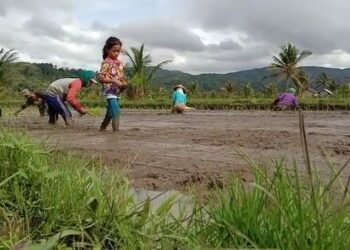 Desa Gunungterang Bangun Jalan Pertanian