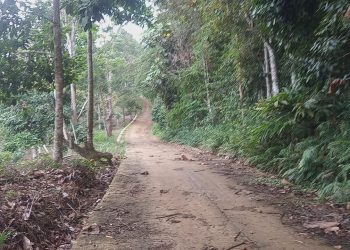 Desa Margomulyo (kiri) berbatasan langsung dengan TNBBS. Lampung Post/ Dian Wahyu Kusuma