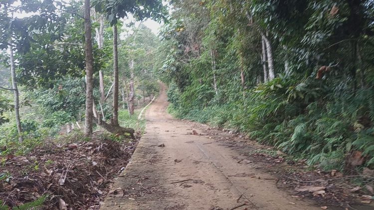 Desa Margomulyo (kiri) berbatasan langsung dengan TNBBS. Lampung Post/ Dian Wahyu Kusuma