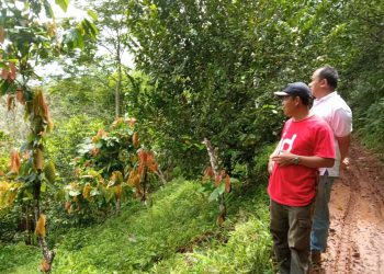 Ketua SHK Lestari Agus Guntoro (baju merah) saat menunjukkan lahan di di Taman Hutan Rakyat Wan Abdul Rahman, Pesawaran, Lampung, Minggu 6 Desember 2020. SKH Lestari memiliki 620 anggota yang mengelelola 1.000 ha lahan di Tahura.
Foto Lampung Post/ Dian Wahyu Kusuma