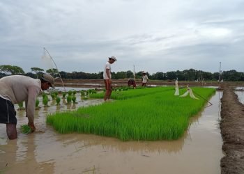 MT pertama