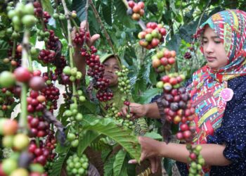 Dukung Pengembangan Kampung Kopi