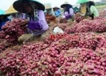 Harga Bawang Merah Naik Rp5.000/Kg