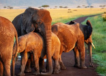 Ilustrasi:Pixabay.com