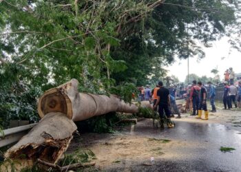 POHON TUMBANG. Petugas berusaha memindahkan pohon yang tubang di Jalan Soekarno-Hatta tepatnya di atas flyover bypass belakang kampus Unila Rajabasa, Bandar Lampung, Selasa (12/1). Pohon tumbang tersebut menimpa sebuah truk yang melintas yang mengakibatkan sopir dan kernetnya mengalami luka.
n LAMPUNG POST/UMAR ROBANI