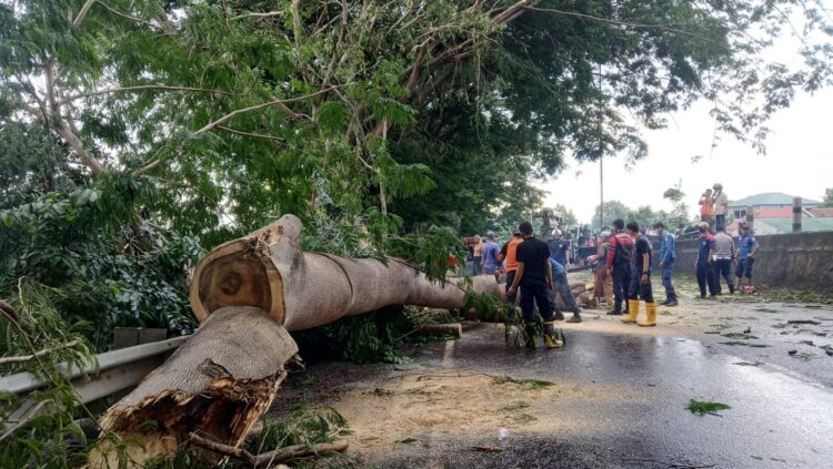 POHON TUMBANG. Petugas berusaha memindahkan pohon yang tubang di Jalan Soekarno-Hatta tepatnya di atas flyover bypass belakang kampus Unila Rajabasa, Bandar Lampung, Selasa (12/1). Pohon tumbang tersebut menimpa sebuah truk yang melintas yang mengakibatkan sopir dan kernetnya mengalami luka.
n LAMPUNG POST/UMAR ROBANI