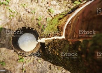 Ilustrasi:Istockphoto.com