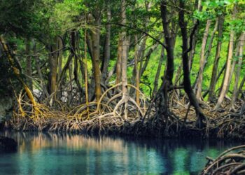 Keberadaan hutan mangrove dan perubahan iklim dunia. (DOK)