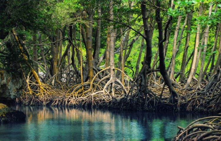 Keberadaan hutan mangrove dan perubahan iklim dunia. (DOK)