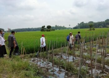 Asuransi Pertanian Upaya Proteksi terhadap Petani