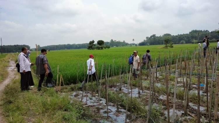 Asuransi Pertanian Upaya Proteksi terhadap Petani