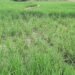 serangan hama