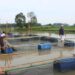 Budi daya  ikan dalam keramba. (LAMPUNG POST/BAMBANG P)