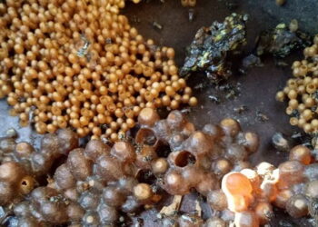 Budi daya madu klanceng. (DOK)